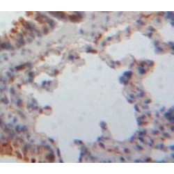 Notch Homolog 3 (NOTCH3) Antibody
