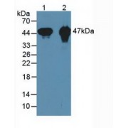 Western blot analysis of (1) Mouse Heart Tissue and (2) Rat Heart Tissue.