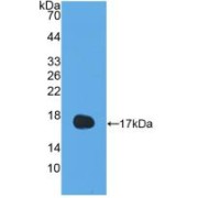 abx128906