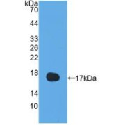 Western blot analysis of recombinant Human IL13.