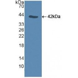 Caspase 9 (CASP9) Antibody