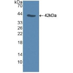 Caspase 9 (CASP9) Antibody