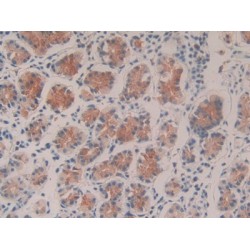 Caspase 9 (CASP9) Antibody