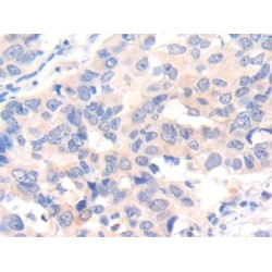 Interleukin 7 (IL7) Antibody
