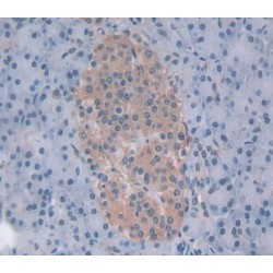 Elastase 4 (ELA4) Antibody