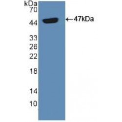 Adenylate Cyclase Activating Polypeptide 1, Pituitary (ADCYAP1) Antibody