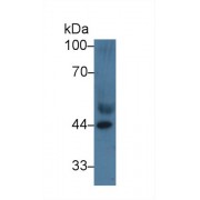 Western blot analysis of Human Serum, using Human APOA4 Antibody (3 µg/ml) and HRP-conjugated Goat Anti-Rabbit antibody (<a href="https://www.abbexa.com/index.php?route=product/search&amp;search=abx400043" target="_blank">abx400043</a>, 0.2 µg/ml).