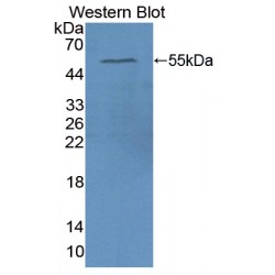 Apolipoprotein A4 (APOA4) Antibody