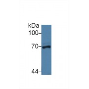Western blot analysis of Pig Liver lysate, using Human NUP62 Antibody (3 µg/ml) and HRP-conjugated Goat Anti-Rabbit antibody (<a href="https://www.abbexa.com/index.php?route=product/search&amp;search=abx400043" target="_blank">abx400043</a>, 0.2 µg/ml).