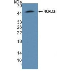 Adhesion Regulating Molecule 1 (ADRM1) Antibody