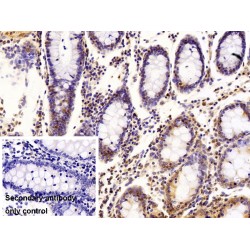 Nuclear Mitotic Apparatus Protein 1 (NUMA1) Antibody