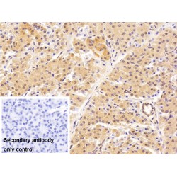 Nuclear Mitotic Apparatus Protein 1 (NUMA1) Antibody