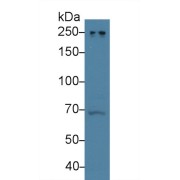 WB analysis of Human A431 cell lysate using Nuclear Mitotic Apparatus Protein 1 (NUMA1) Antibody (3 µg/ml) and HRP-conjugated Goat Anti-Rabbit antibody (<a href="https://www.abbexa.com/index.php?route=product/search&amp;search=abx400043" target="_blank">abx400043</a>, 0.2 µg/ml).