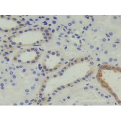 Calcyphosine (CAPS) Antibody