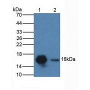 Western blot analysis of (1) Human HeLa cells and (2) Porcine Kidney Tissue.