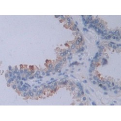 Neuropilin 2 (NRP2) Antibody