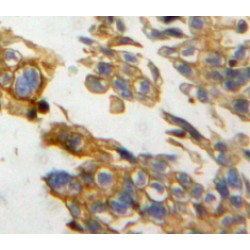 Neuropilin 2 (NRP2) Antibody