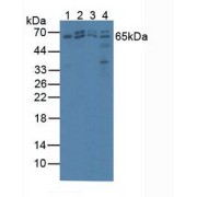 Western blot analysis of (1) Porcine Skeletal Muscle Tissue, (2) Human HeLa cells, (3) Human MCF7 Cells and (4) Human HepG2 Cells.