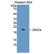Western blot analysis of the recombinant Human MYL6 Protein.