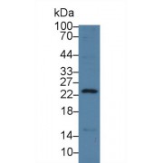 Western blot analysis of Pig Small intestine lysate, using Human REG3g Antibody (3 µg/ml) and HRP-conjugated Goat Anti-Rabbit antibody (<a href="https://www.abbexa.com/index.php?route=product/search&amp;search=abx400043" target="_blank">abx400043</a>, 0.2 µg/ml).