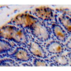 Interleukin 37 (IL37) Antibody