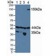 Western blot analysis of (1) Human HeLa cells, (2) Human 293T Cells, (3) Porcine Kidney Tissue and (4) Porcine Brain Tissue.