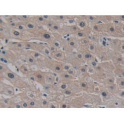 Cadherin EGF LAG Seven Pass G-Type Receptor 3 (CELSR3) Antibody