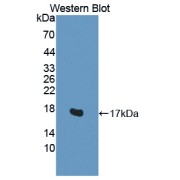 Western blot analysis of the recombinant protein.