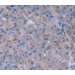 H2A Histone Family, Member V (H2AFV) Antibody