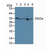Western blot analysis of (1) Human Placenta Tissue, (2) Mouse Liver Tissue, (3) Mouse Kidney Tissue, (4) Mouse Lung Tissue and (5) Mouse Spleen Tissue.
