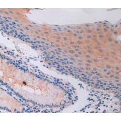 Protein Wnt-4 (WNT4) Antibody