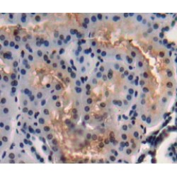 Amy1 Associated Protein Expressed In Testis (AAT1) Antibody