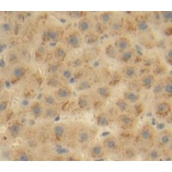 Angiopoietin-Related Protein 6 (ANGPTL6) Antibody