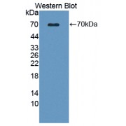 Western blot analysis of recombinant Human WNT16.
