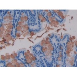 Protein Wnt-16 (WNT16) Antibody