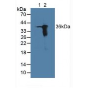 Western blot analysis of (1) Human HCT116 Cells and (2) Human A549 Cells.