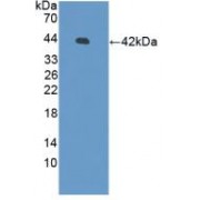 Western blot analysis of recombinant Human DEFb126.