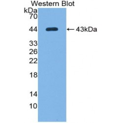 Complement C7 (C7) Antibody