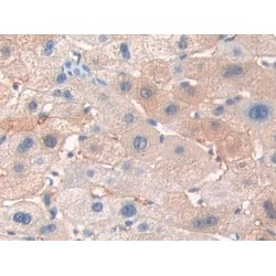 V-Erb B2 Erythroblastic Leukemia Viral Oncogene Homolog 3 (ErbB3) Antibody