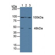 Western blot analysis of (1) Human MCF-7 Cells, (2) Porcine Liver Tissue and (3) Human HeLa cells.