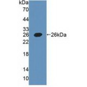 Western blot analysis of recombinant Human PDPN Protein.
