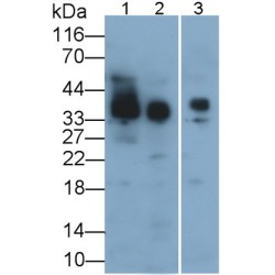 Podoplanin (PDPN) Antibody