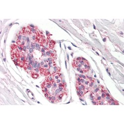 Podoplanin (PDPN) Antibody