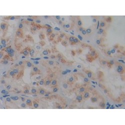 Protein Tyrosine Phosphatase Receptor Type Q (PTPRQ) Antibody