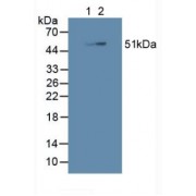 Western blot analysis of (1) Porcine Brain Tissue and (2) Human HepG2 Cells.