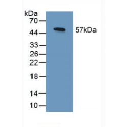 SHC-Transforming Protein 3 (SHC3) Antibody