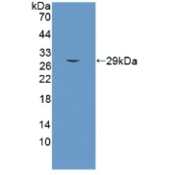 Protein SCO2 Homolog, Mitochondrial (SCO2) Antibody