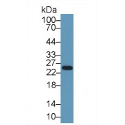 Western blot analysis of Rat Spleen lysate, using Human ELA1 Antibody (1 µg/ml) and HRP-conjugated Goat Anti-Rabbit antibody (<a href="https://www.abbexa.com/index.php?route=product/search&amp;search=abx400043" target="_blank">abx400043</a>, 0.2 µg/ml).