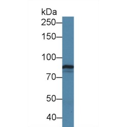 Tenascin X (TNX) Antibody