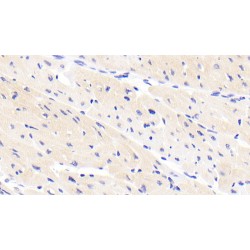 Tenascin X (TNX) Antibody